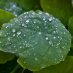 Clear water droplets on a leaf
