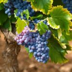 grapes blue